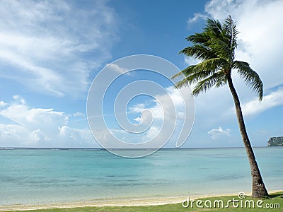 Tropical Tranquility Palm Tree on the Beach Stock Photo