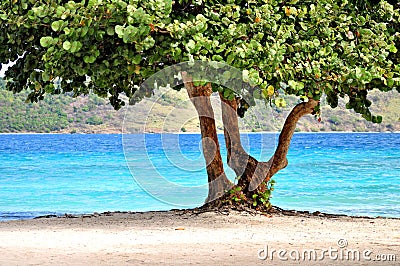 Tropical tree on a beach in St. Thomas Stock Photo