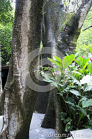 Tropical tree Ceiba pentandra Stock Photo