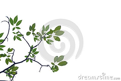 Tropical tree leaves with branches on white isolated background Stock Photo