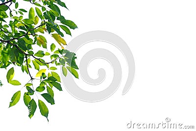 Tropical tree leaves with branches on white isolated background Stock Photo