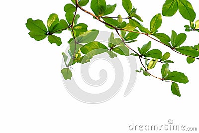 Indian almond tree leaves with branches on white isolated background for green foliage backdrop Stock Photo