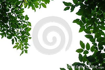 Tropical tree leaves on white isolated background for green foliage backdrop Stock Photo