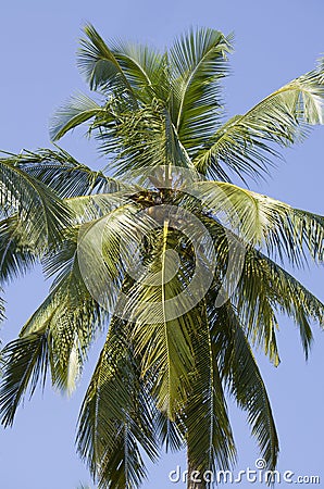 Tropical tree a palm tree green against the background of the blue sky Stock Photo
