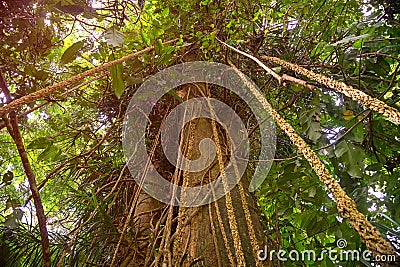 Tropical tree with rain aerial roots in jungle Stock Photo