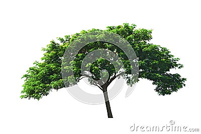 Tropical tree ,Rain Tree or East Indian walnut tree or silk tree growing up in middle rice field isolated on white background. Stock Photo