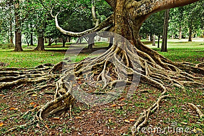 Tropical tree roots Stock Photo