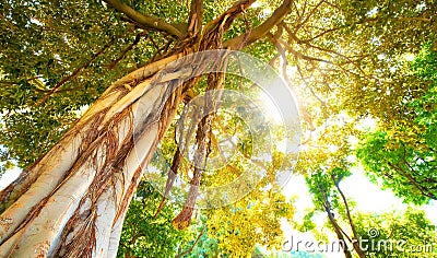 Tropical rainforest and sun beams, morning sunny forest Stock Photo