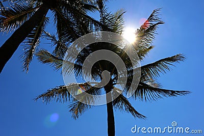 Tropical tree Stock Photo
