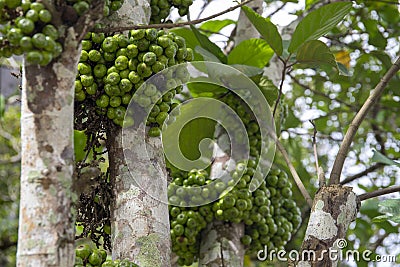 Tropical tree with white trunk and green berries closeup photo. Jabuticaba tree closeup. Evergreen tree with fruits Stock Photo
