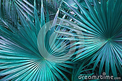 Tropical turquoise palm Leaves in exotic endless summer country Stock Photo