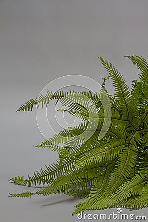 Tropical Umbrella Fern leaves on gray background, selective focus Stock Photo