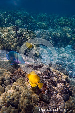 Tropical underwater scene Stock Photo