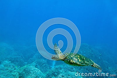 Tropical underwater scene - sea turtle Stock Photo