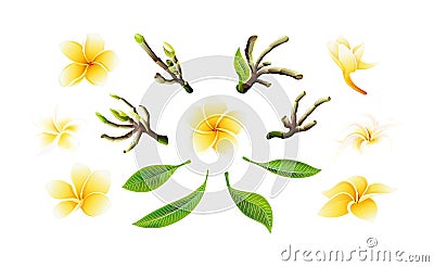 Tropical vector yellow plumeria flowers, branches and leaves set for cards Vector Illustration
