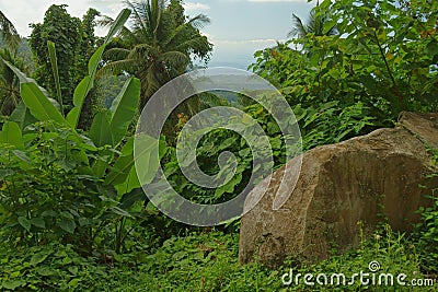 Tropical vegetation Stock Photo