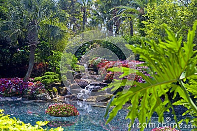 Tropical Water Garden Stock Photo