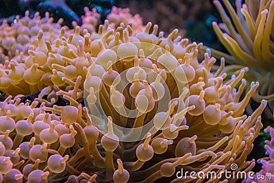 Tropical water plants orange bubbled leafs coral anemone Stock Photo