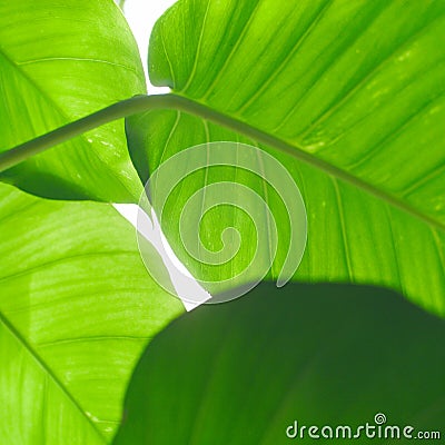 Tropical waxy green leaves. Stock Photo