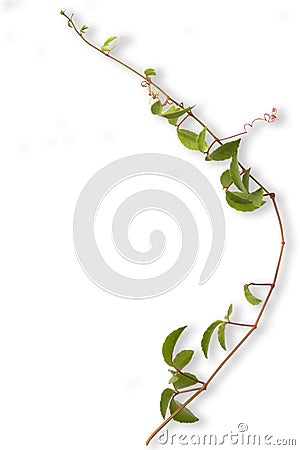 Tropical weed isolated on white background Stock Photo