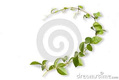 Tropical weed isolated on white background Stock Photo