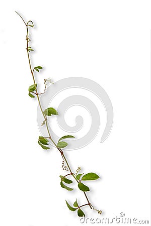 Tropical weed isolated on white background Stock Photo