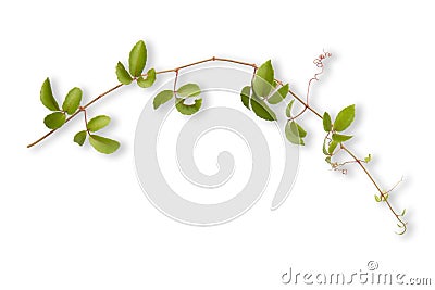 Tropical weed isolated on white background Stock Photo