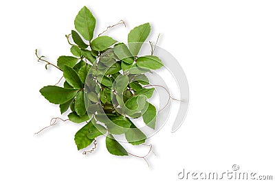 Tropical weed isolated on white background Stock Photo