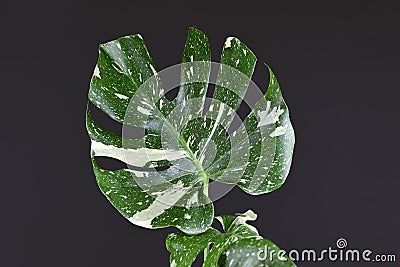 Tropical white sprinkled leaf of rare variegated exotic `Monstera Deliciosa Thai Constellation` house plant on black backgrou Stock Photo