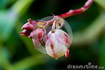 Tropical wild close flower Stock Photo