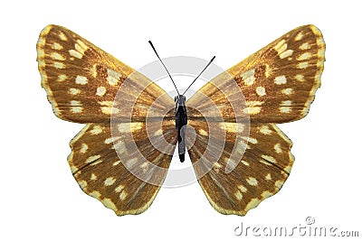 Tropical yellow butterfly Hesperiidae. isolated on white background Stock Photo