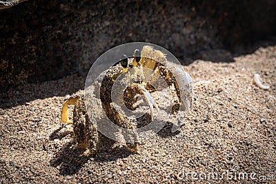 Tropical yellow caribbean crab on sand Stock Photo