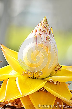 Tropical yellow flower Stock Photo