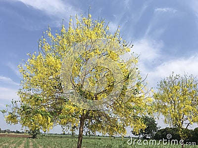 Tropical yellow Golden Shower flowers Cassia fistula L. with lovely blue sky on sunny day Stock Photo