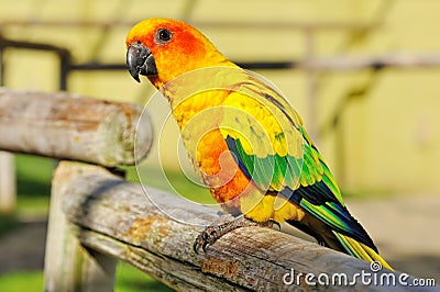 Tropical yellow parrot with green wings, Stock Photo