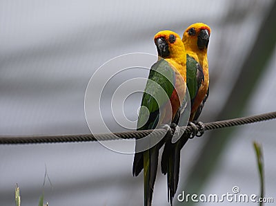 Tropical yellow parrot Pair with green blue wings Stock Photo