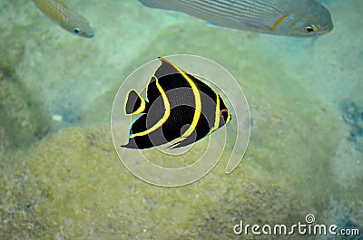 Tropical yellow striped fish at Cozumel Mexico Stock Photo