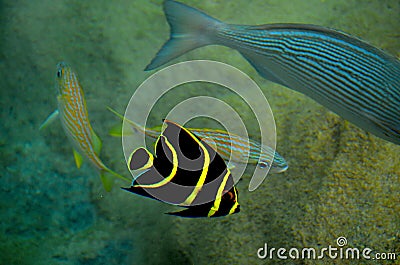 Tropical yellow striped fish at Cozumel Mexico Stock Photo