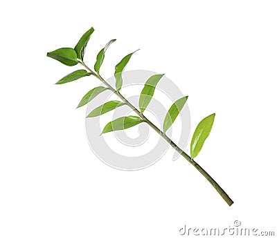 Tropical zamioculcas plant branch with leaves Stock Photo