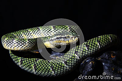 viper tropidolaemus wagleri temple viper snake Stock Photo