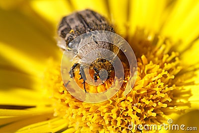 Tropinota hirta insect on yellow flower macro Stock Photo