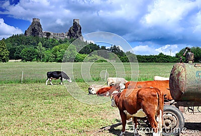 Trosky in Cesky raj with cows Stock Photo