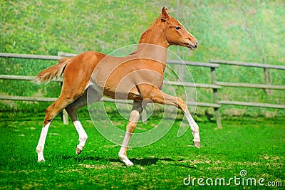 Trotting chestnut foal in summer field Stock Photo