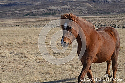 Trotting Chestnut Horse in a Field Stock Photo