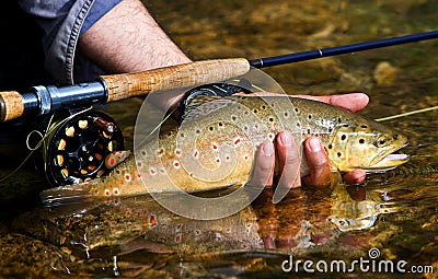 Trout Stock Photo