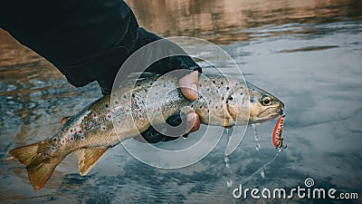 Trout close up in hand fisherman Stock Photo