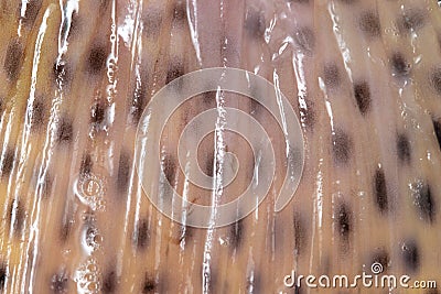 Trout fish fin as abstract background Stock Photo