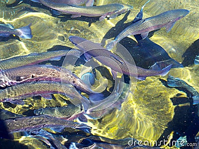 Trout in Fish Hatchery Stock Photo