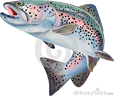 Trout Fish Illustration. Colorful Illustration with details Vector Illustration