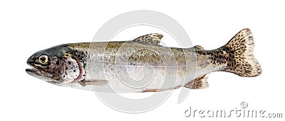 Trout fish isolated on white without shadow Stock Photo